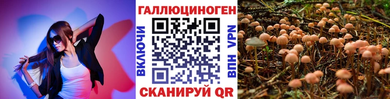 закладка  Новомичуринск  Псилоцибиновые грибы Psilocybe 